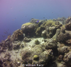 Reef Photo #5 shot in Curacao. by William Racz 